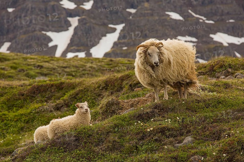 Grazing sheep in fresh green grass, Seydisfjordur, E Iceland
