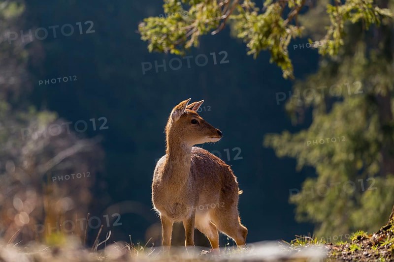 One female Manchurian sika deer or Dybowski's sika deer (Cervus nippon mantchuricus or Cervus nippon dybowskii) stands at a forest edge on hilly ground. Backlight