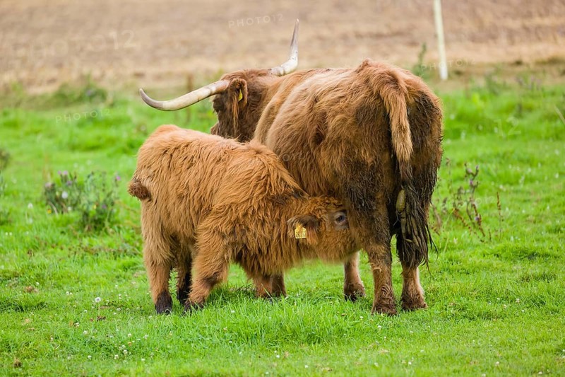 One Highland cow (Bos primigenius taurus) suckling her calf
