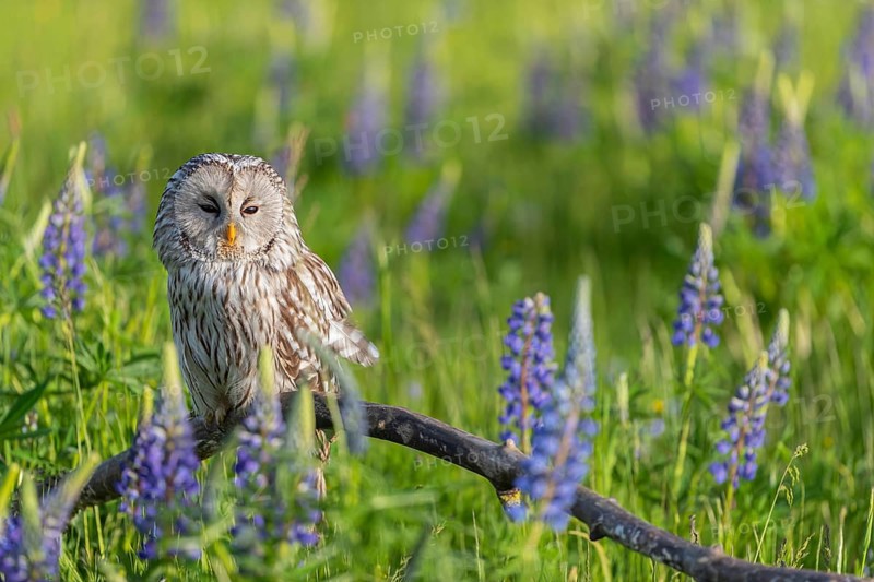 One Ural owl (Strix uralensis) sitting on a branch lying in a field of flowering lupines in late evening light