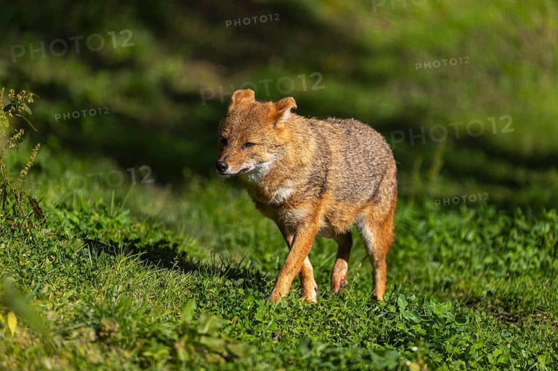 One golden jackal (Canis aureus) walking on green grass on a sunny day