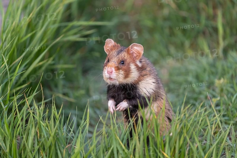 One European hamster (Cricetus cricetus), Eurasian hamster, black-bellied hamster or common hamster, standing tall in high grass, watching his surrounding for enemies and other hamsters