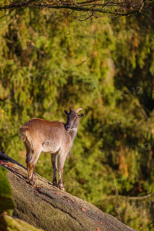 A female Himalayan tahr (Hemitragus jemlahicus) stands on a steep rocky slope. In the background is a dense autumn forest