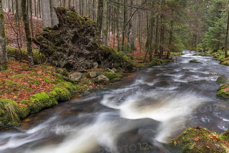 Kleine Ohe creek below Waldhaeuser village in the Bavarian Forest Nationalpark. Flowing water and fallen trees