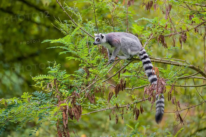 A ring-tailed lemur (Lemur catta) stands high up on a branch of tree with fresh green leafs