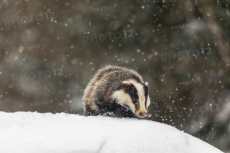One young European badger (Meles meles) walking through deep snow during snow fall