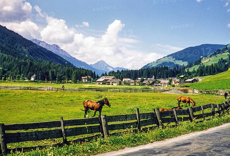 Horses in the pasture, village in the valley, Leinz district, East Tyrol, Austria, Europe 1950s, Europe