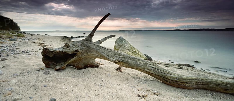 Stranded dragon, driftwood on the beach, Mönchgut Peninsula, Southeast Rügen Biosphere Reserve, Rügen Island, Mecklenburg-Western Pomerania, Germany, Europe