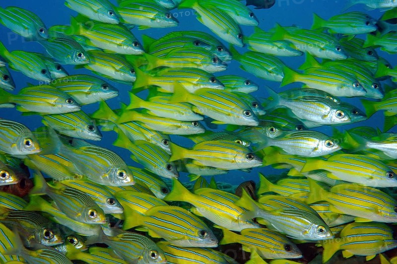 Close-up of shoal of blue-striped snapper (Lutjanus kasmira) Blue-striped snapper, Indian Ocean, Péreybère, Pereybère, Pereybere, Mauritius, Africa