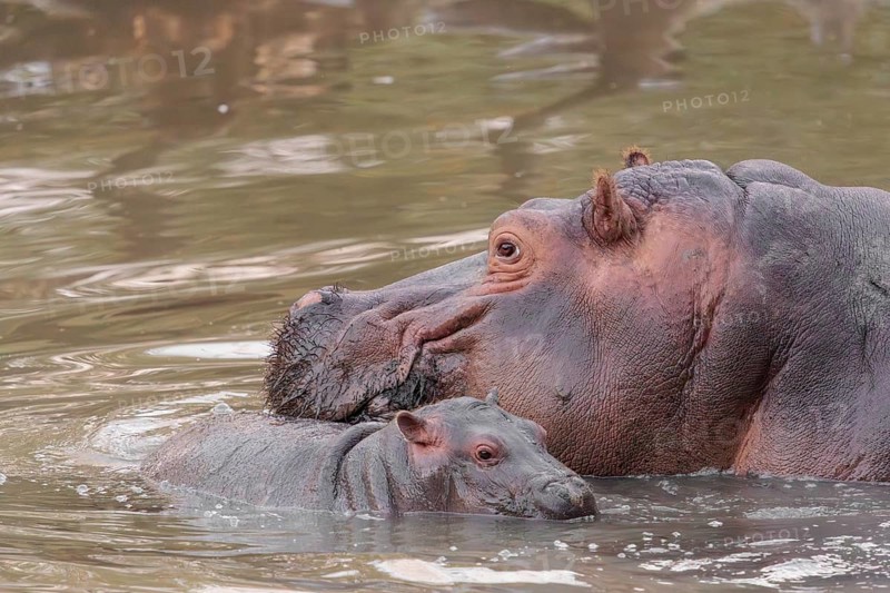 A baby hippopotamus (Hippopotamus amphibius) and its mother swimming in a river