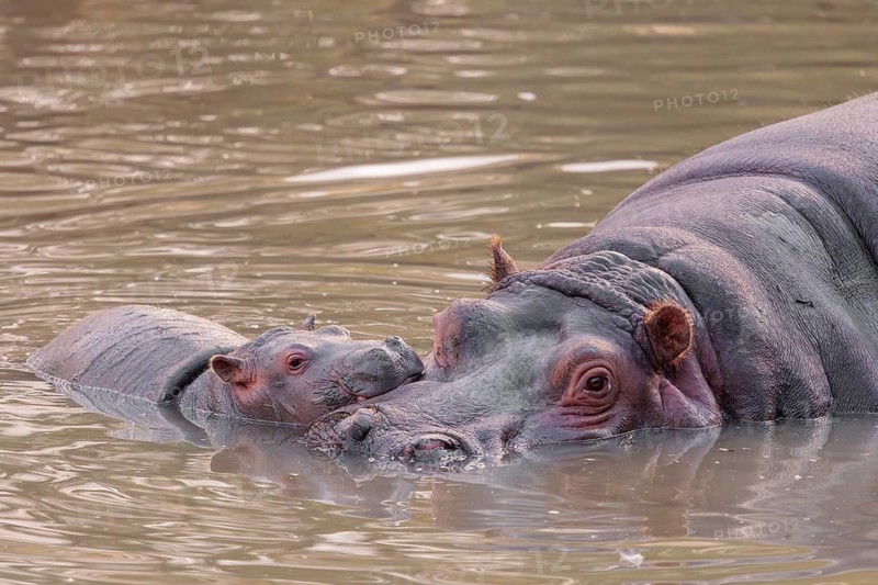 A baby hippopotamus (Hippopotamus amphibius) and its mother resting in a river