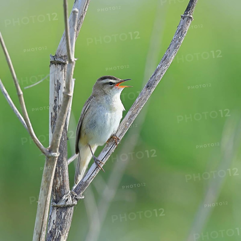 Reed Warbler (Acrocephalus schoenobaenus) singing in a shrub, Wildlife, Lembruch, Ochsen Moor, Dümmer nature park Park, Lower Saxony, Germany, Europe