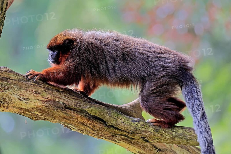 Coppery titi (Plecturocebus cupreus, Syn.: Callicebus cupreus), adult, running, tree trunk, South America