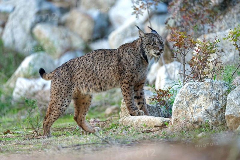 Lynx pardinus, old male, smelling a scent mark, Andalusia Spain