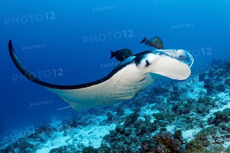 Reef Manta (Manta alfredi), swimming over coral reef above cleaning station, Monk Surgeonfish (Acanthurus Gahhm) as cleaning fish, Tuamotu Archipelago, French Polynesia, South Pacific, Pacific Ocean, Oceania