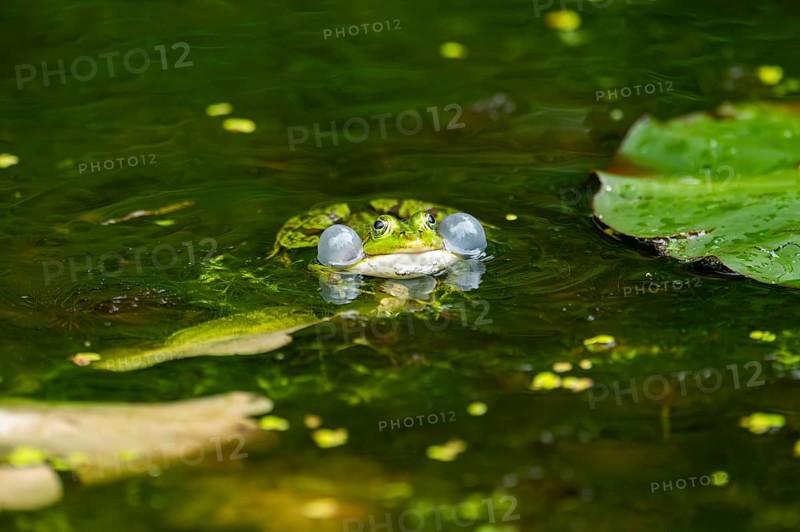 Edible frog (Pelophylax esculentus) in a little lake in the water, Bavaria, Germany, Europe