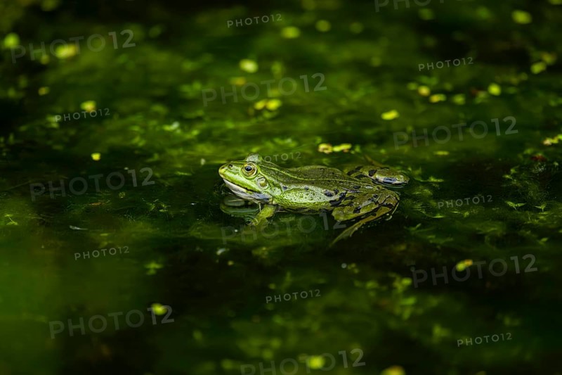 Edible frog (Pelophylax esculentus) in a little lake in the water, Bavaria, Germany, Europe