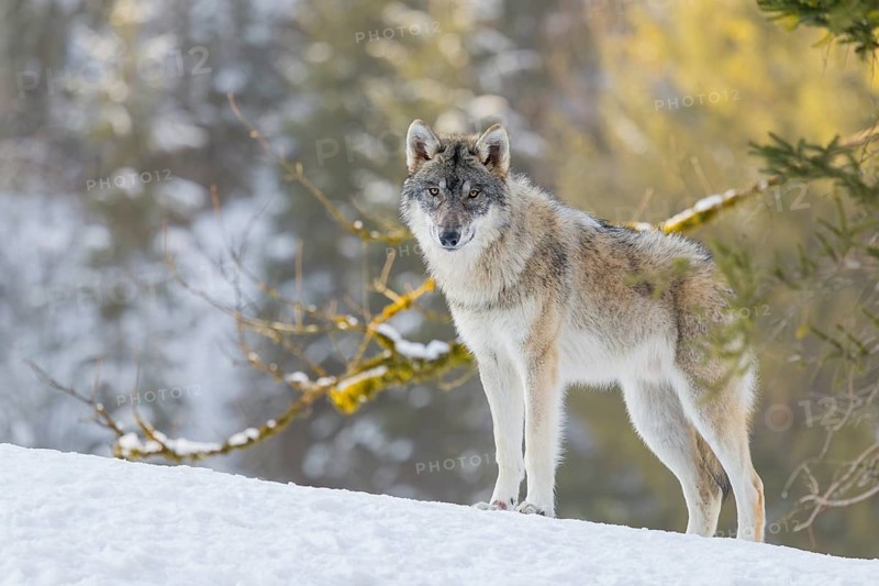 A young grey wolf (Canis lupus lupus) stands on a sloping, snow-covered meadow on a hill on a cold, sunny day. A forest can be seen in the background