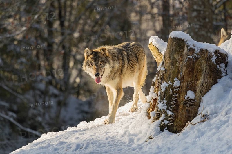 An adult male grey wolf (Canis lupus lupus) runs across the sloping, snow-covered meadow at the edge of a forest on a cold, sunny day