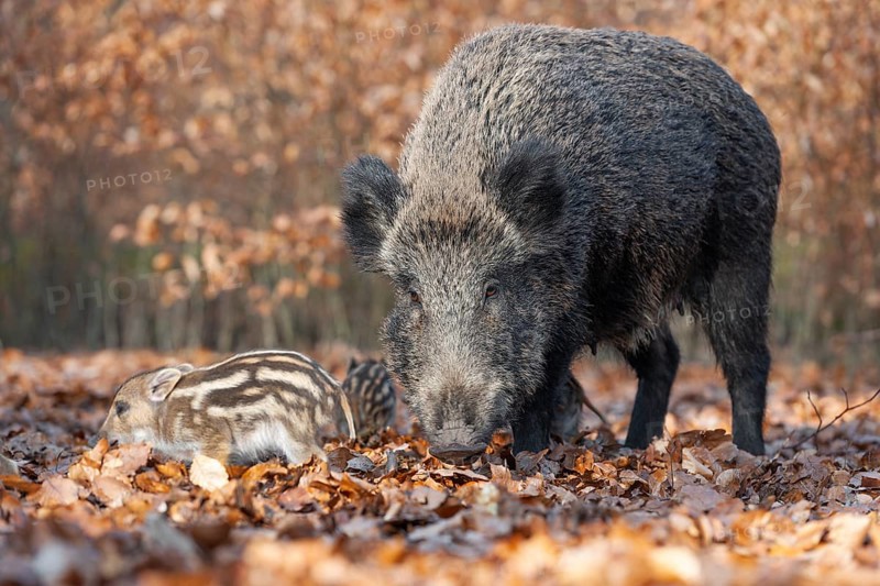 Wild boar, wild boar (Sus scrofa), a wild goat and young boar looking for food in the forest, Germany, Europe