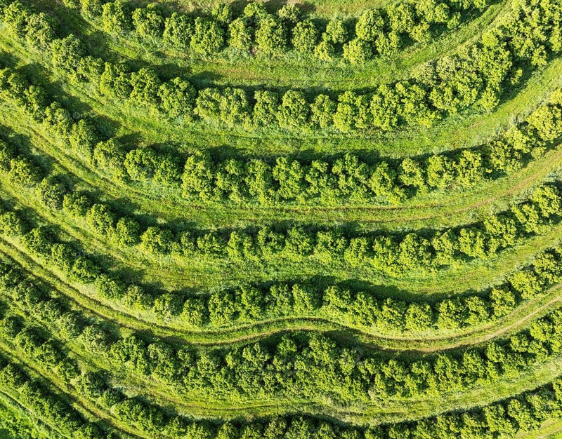 Cultivated orange trees (Citrus sinensis) and network of agricultural roads. Aerial view. Drone shot. Huelva province, Andalusia, Spain, Europe