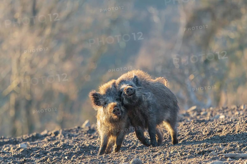 Two young wild boars (Sus scrofa) play fighting and dominance on a frozen field on a sunny day. A forest can be seen in the background