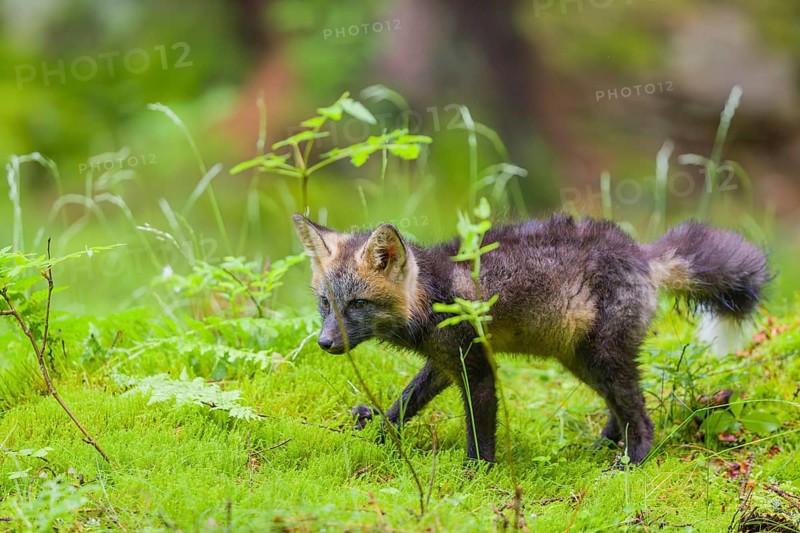 One young silver fox (Vulpes vulpes) exploring the surrounding of its den on the mossy forest floor