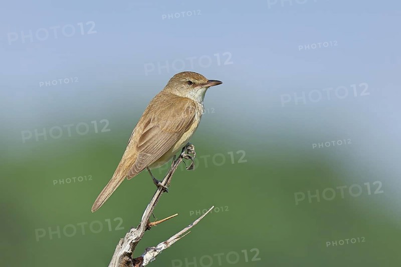 Great Reed Warbler (Acrocephalus arundinaceus) sitting on a twig, singing station, natural habitat, migratory bird, songbirds Lake Neusiedl, Burgenland, Austria, Europe