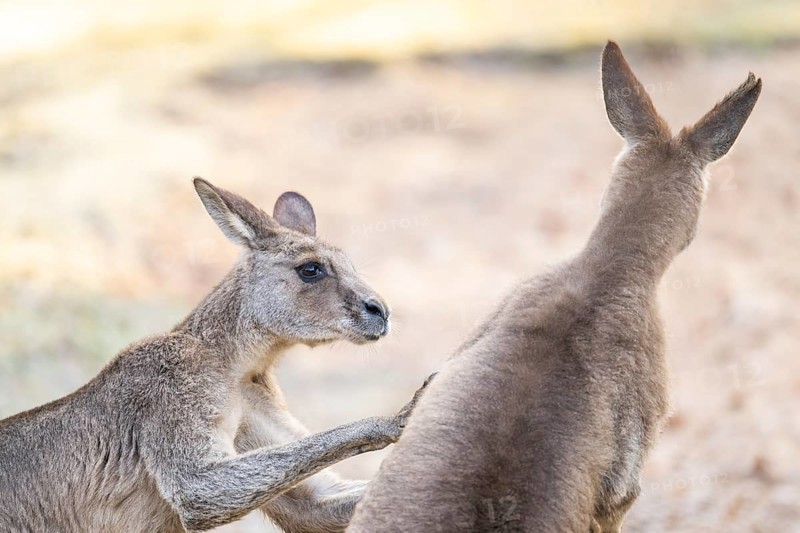 Eastern Gray Kangaroo (Macropus giganteus), two males fighting on a meadow, captive, occurance Australia, Oceania