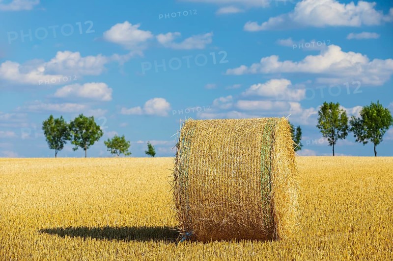 Straw bales on a harvested grain field, stubble field, Nossen, Saxony, Germany, Europe