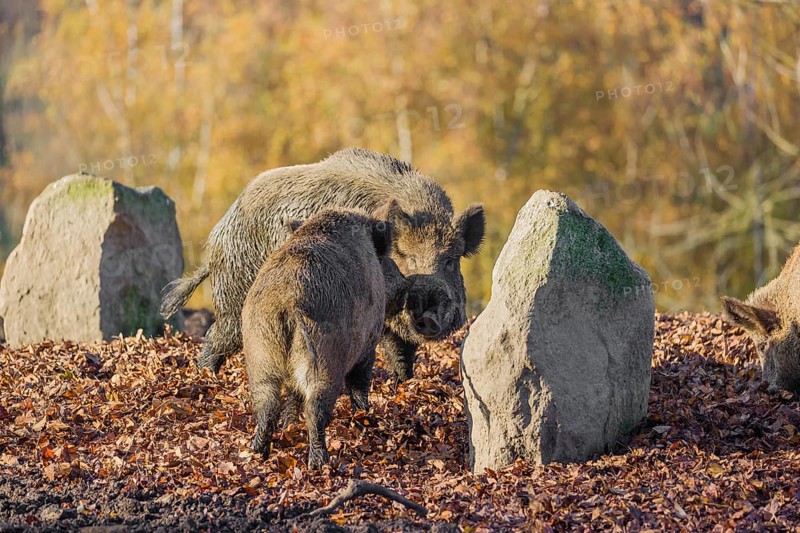 Two wild boar or wild pig (Sus scrofa) fight on an opening