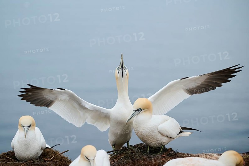 Northern gannet (Morus bassanus) couple, wildlife, Heligoland, Germany, Europe