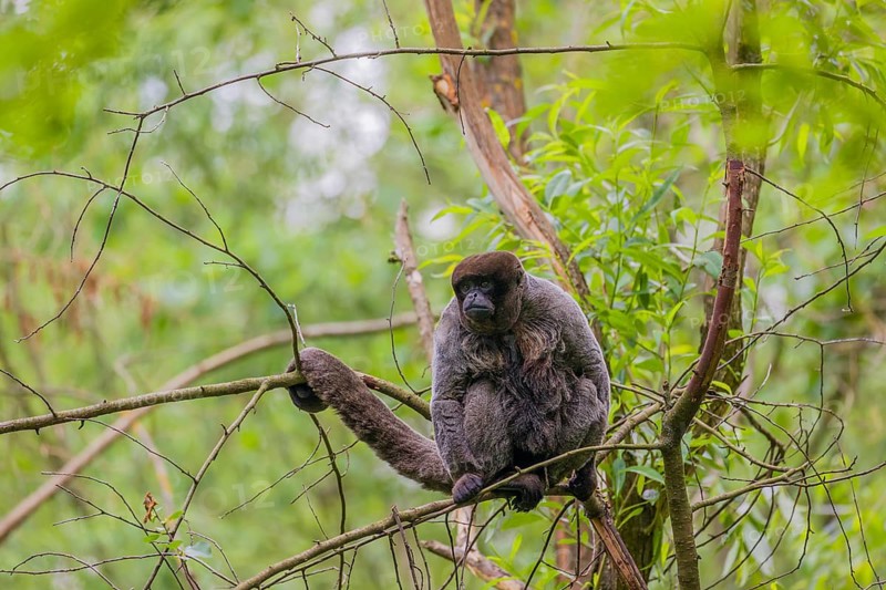 A common woolly monkey, brown woolly monkey, or Humboldt's woolly monkey (Lagothrix lagothricha) climbs in a tree