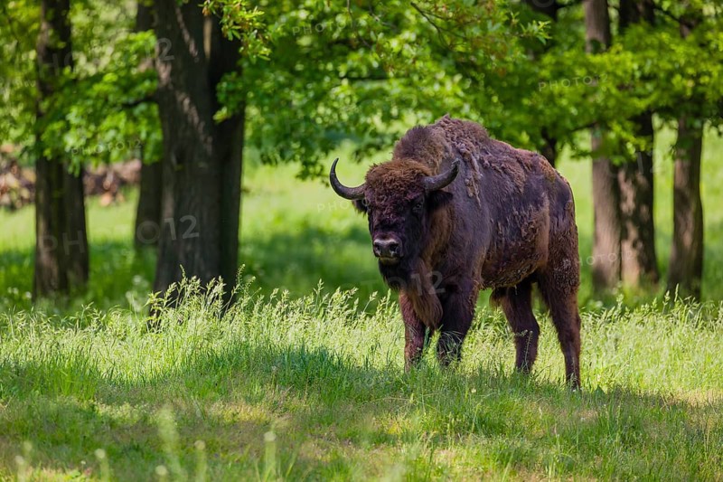 An adult male European bison (Bison bonasus) stands in a forest