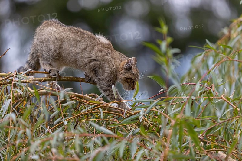 One young European wildcat, Felis silvestris silvestris, sitting in a green weeping willow tree. Green leaves all around