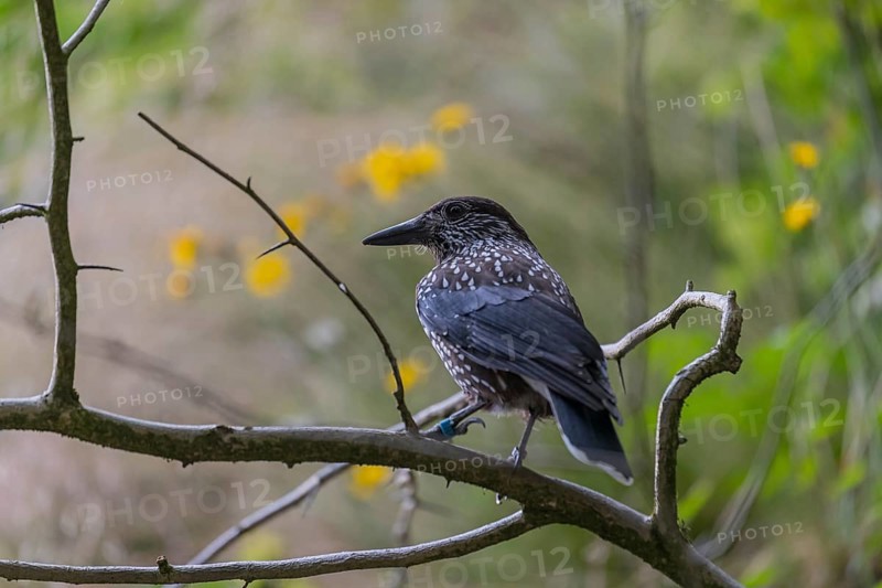 One spotted nutcracker or Eurasian nutcracker (Nucifraga caryocatactes) sitting on a twig. Green grass and blooming dandelion in the background