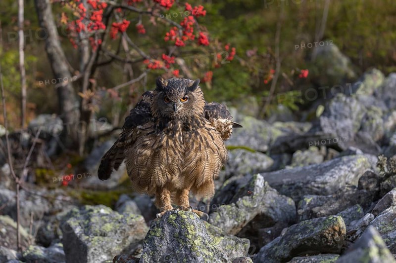 One Eurasian Eagle Owl, Bubo bubo, sitting on grey rocks, a bush with red berries in the background. Early morning light