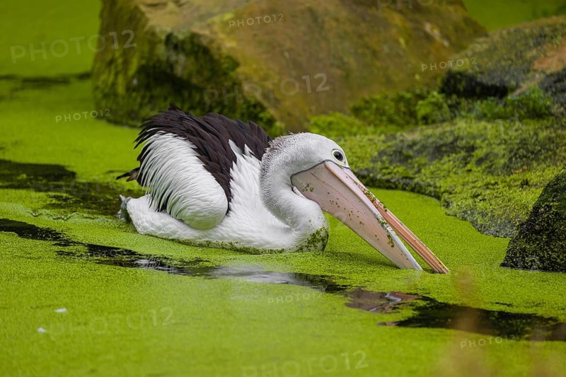 An Australian pelican (Pelecanus conspicillatus) swims in a duckweed-covered pond and fishes for food