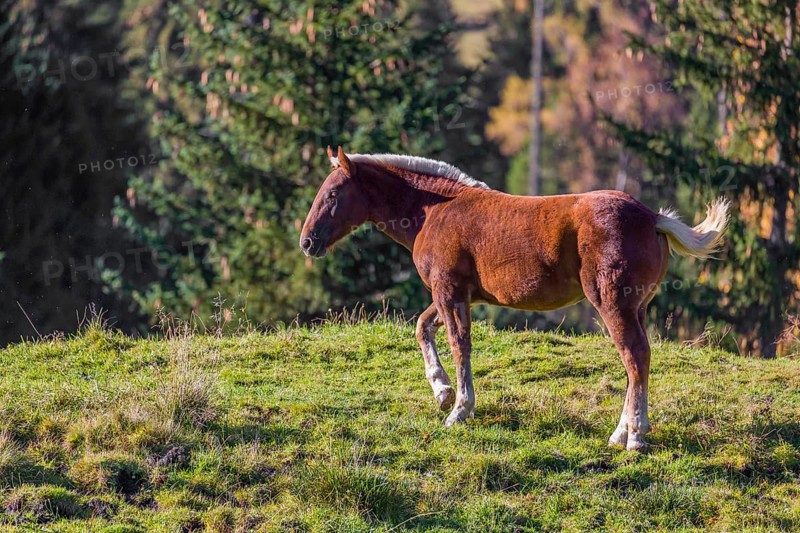 A chestnut colored Noriker horse or Norico-Pinzgauer stands on a sunny paddock