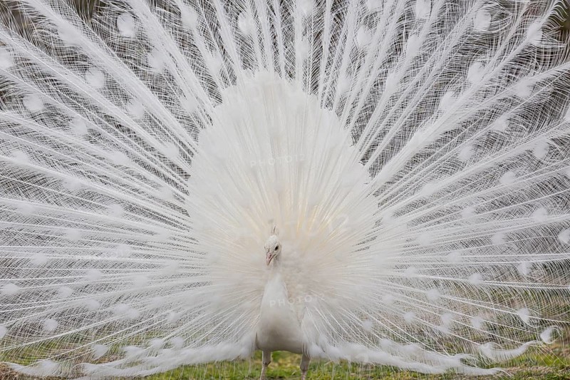 Male White Peafowl (Pavo cristatus mut. alba) displaying