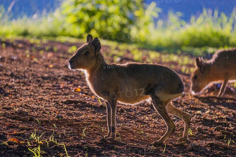 One Patagonian mara (Dolichotis patagonum) stands on a meadow in strong backlight and shows a bright light fringe