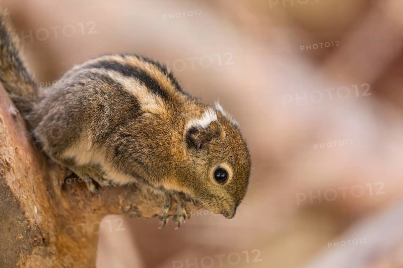 One Swinhoe's striped squirrel, Tamiops swinhoei, sitting on a branch in a forest
