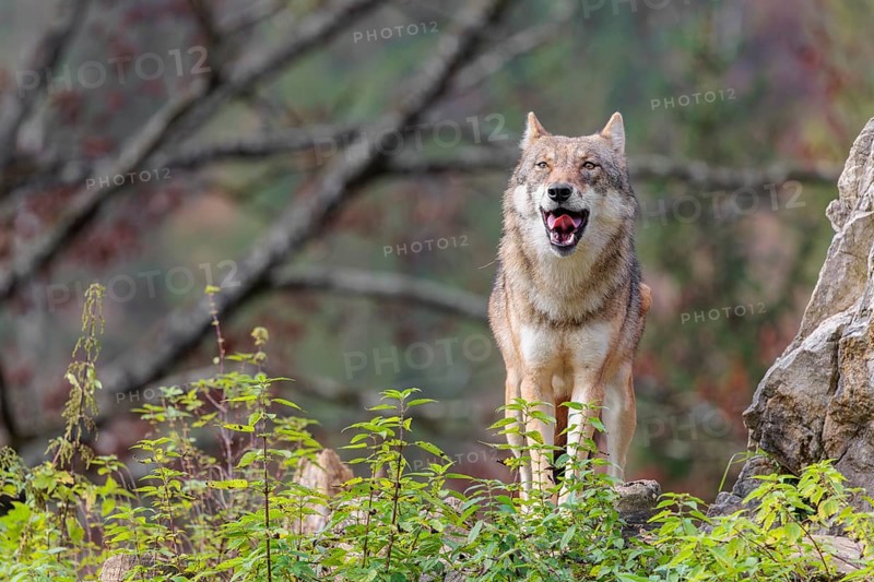 A female grey wolf (Canis lupus lupus) stands on a lying tree trunk in next to a rock on the top of a small hill