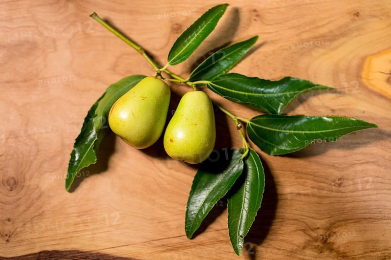 Chinese jujube (Ziziphus jujuba) on a branch, still green, still life