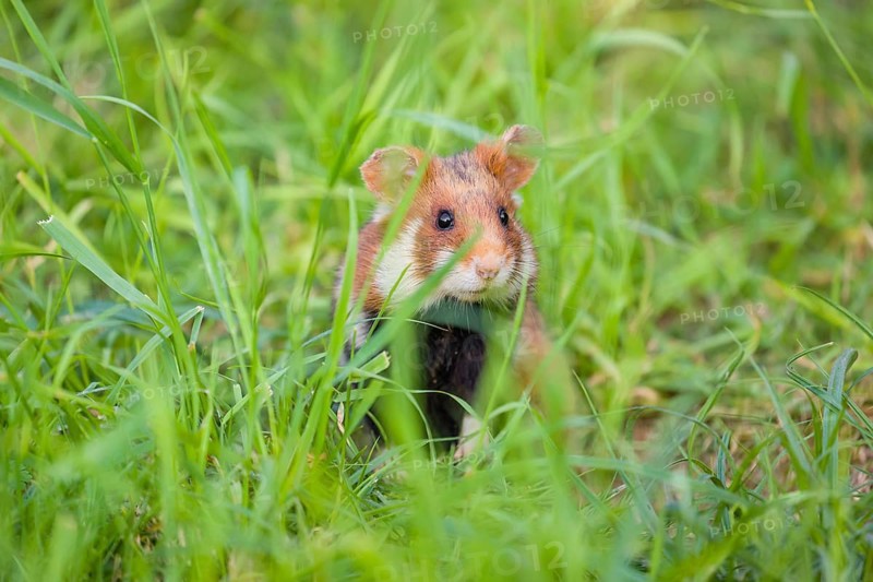 A European hamster (Cricetus cricetus), Eurasian hamster, black-bellied hamster or common hamster, standing tall in high grass, watching his surrounding for enemies and other hamsters