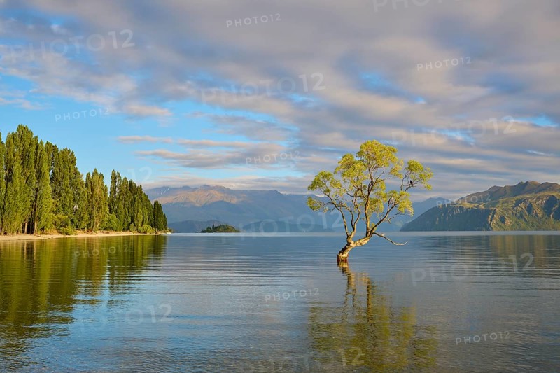 Single tree in calm lake with trees on shore and mountains, peaceful, summer, Lake Wanaka, Wanaka, Otago, South Island, New Zealand, Oceania