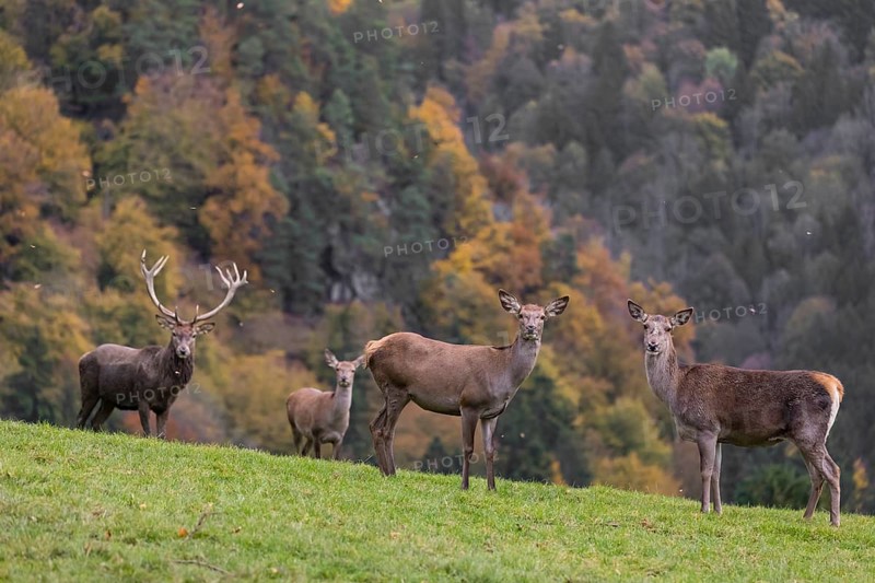 One red deer stag (Cervus elaphus) and some hind stand on a meadow on hilly ground during a storm. Leaves and small twigs flying around. A forest in fall foliage in the background
