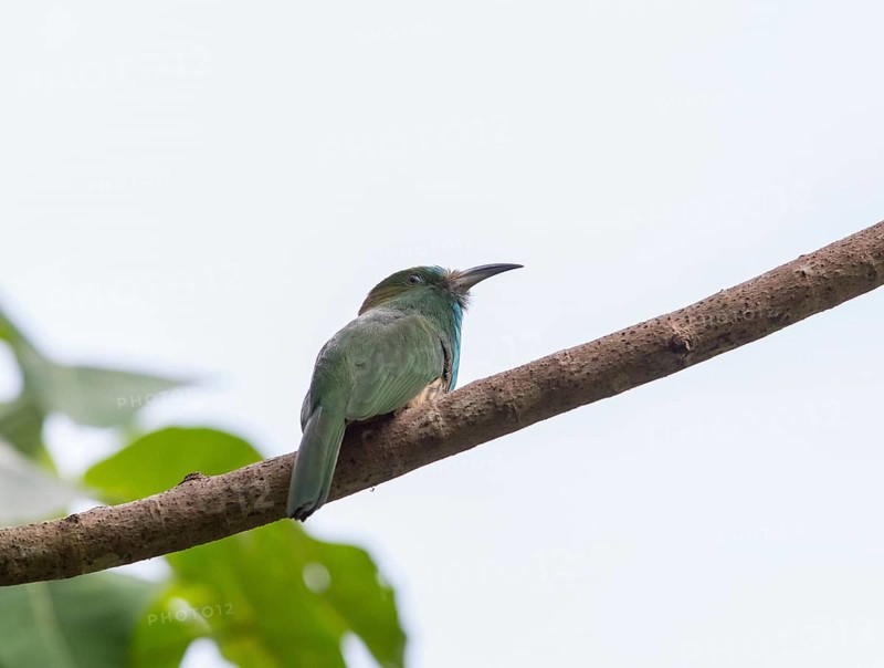 Bluebearded Bee Eater (Nyctyornis athertoni), Kaeng Krachan National Park, Thailand, Asia