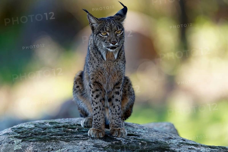 Lynx pardinus, portrait, morning light, forest, Andalusia Spain
