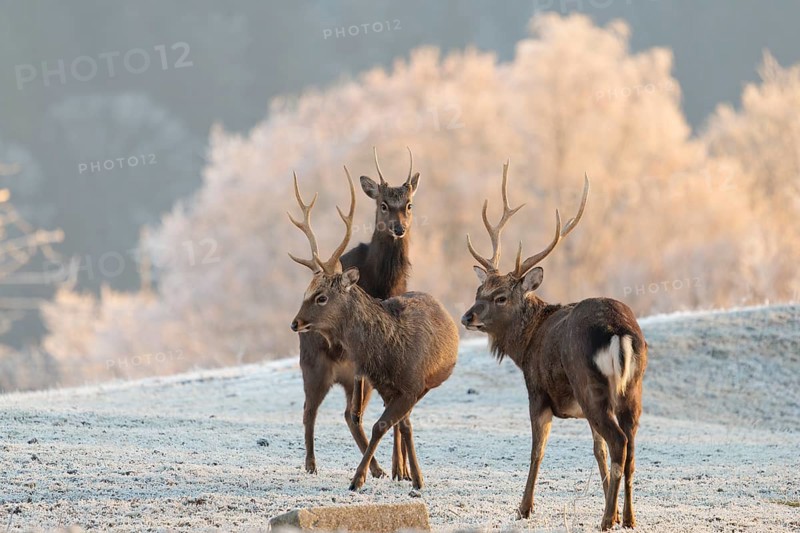 Three Japanese sika deer stags (Cervus nippon nippon) stand in a meadow covered with hoarfrost in hilly terrain. A young male mounts one of the older deer. A forest covered in hoarfrost can be seen in the background